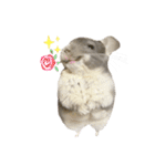 チンチラのむぅちゃん③（個別スタンプ：6）