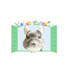チンチラのむぅちゃん③（個別スタンプ：12）