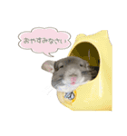 チンチラのむぅちゃん③（個別スタンプ：24）