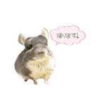 チンチラのむぅちゃん③（個別スタンプ：28）