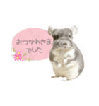 チンチラのむぅちゃん③（個別スタンプ：30）