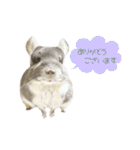 チンチラのむぅちゃん③（個別スタンプ：31）