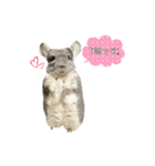 チンチラのむぅちゃん③（個別スタンプ：34）