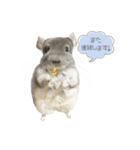 チンチラのむぅちゃん③（個別スタンプ：40）