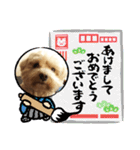 わんわんスタンプ4 犬 プードル（個別スタンプ：21）