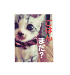 美湖(ミコ)＆琥鉄(コテツ)の日常。（個別スタンプ：1）