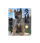 美湖(ミコ)＆琥鉄(コテツ)の日常。（個別スタンプ：3）