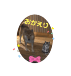 美湖(ミコ)＆琥鉄(コテツ)の日常。（個別スタンプ：6）
