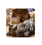 美湖(ミコ)＆琥鉄(コテツ)の日常。（個別スタンプ：8）