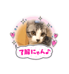 美湖(ミコ)＆琥鉄(コテツ)の日常。（個別スタンプ：12）
