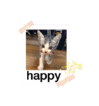 美湖(ミコ)＆琥鉄(コテツ)の日常。（個別スタンプ：18）