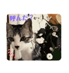 美湖(ミコ)＆琥鉄(コテツ)の日常。（個別スタンプ：19）