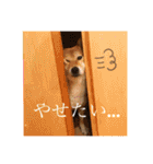 美湖(ミコ)＆琥鉄(コテツ)の日常。（個別スタンプ：20）