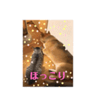 美湖(ミコ)＆琥鉄(コテツ)の日常。（個別スタンプ：26）