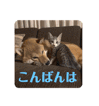 美湖(ミコ)＆琥鉄(コテツ)の日常。（個別スタンプ：27）