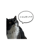 3世代猫家族（個別スタンプ：1）