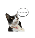 3世代猫家族（個別スタンプ：2）