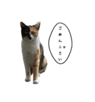 3世代猫家族（個別スタンプ：3）