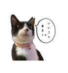 3世代猫家族（個別スタンプ：4）