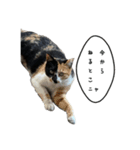3世代猫家族（個別スタンプ：5）