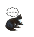 3世代猫家族（個別スタンプ：6）