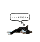 3世代猫家族（個別スタンプ：7）
