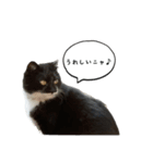 3世代猫家族（個別スタンプ：8）