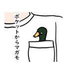 マガモときどき文鳥（個別スタンプ：11）