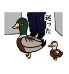 マガモときどき文鳥（個別スタンプ：14）