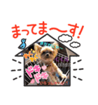 dog ＆家族（個別スタンプ：4）