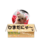 dog ＆家族（個別スタンプ：5）