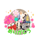 dog ＆家族（個別スタンプ：6）