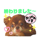 チョコちゃんスタンプ♡*(待合わせ連絡編)（個別スタンプ：15）