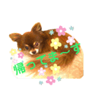 チョコちゃんスタンプ♡*(待合わせ連絡編)（個別スタンプ：17）