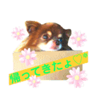 チョコちゃんスタンプ♡*(待合わせ連絡編)（個別スタンプ：19）