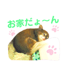 チョコちゃんスタンプ♡*(待合わせ連絡編)（個別スタンプ：22）