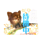 チョコちゃんスタンプ♡*(待合わせ連絡編)（個別スタンプ：24）