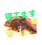 チョコちゃんスタンプ♡*(待合わせ連絡編)（個別スタンプ：40）