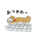 柴犬スタンプ mamesukeの毎日（個別スタンプ：16）