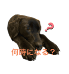 うちの子銀様（個別スタンプ：2）