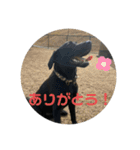 うちの子銀様（個別スタンプ：13）