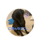 うちの子銀様（個別スタンプ：16）