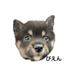 愉快な動物と輩（個別スタンプ：1）