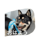 愉快な動物と輩（個別スタンプ：3）