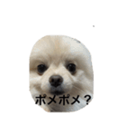 愉快な動物と輩（個別スタンプ：5）