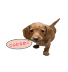 かわいい飼い犬「モカ」のスタンプ（個別スタンプ：1）