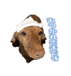 かわいい飼い犬「モカ」のスタンプ（個別スタンプ：5）