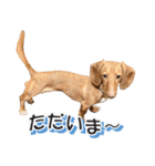 かわいい飼い犬「モカ」のスタンプ（個別スタンプ：7）