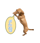 かわいい飼い犬「モカ」のスタンプ（個別スタンプ：9）