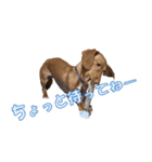 かわいい飼い犬「モカ」のスタンプ（個別スタンプ：11）